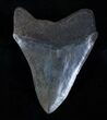 Inch Brown Georgia Megalodon Tooth #3209-1
